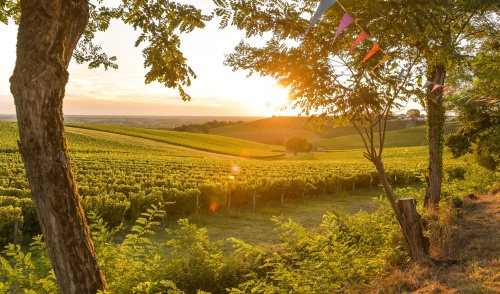 Vignobles Nouvelle-Aquitaine