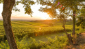 Vignobles Nouvelle-Aquitaine